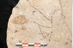 Foto (Detailansicht) von Glyptostrobus europaeus Brongniart (NHMW-GEO-2024-0188-11398)